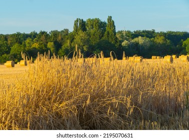 Idyllic Rural Landscape In Evening Light