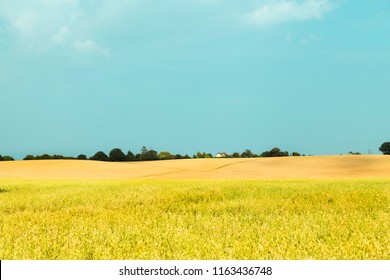 Idyllic Rural Vibrant View Of Farmland Hill And Ripening Cereal Crops And Beauty Of Essex Landscape - UK