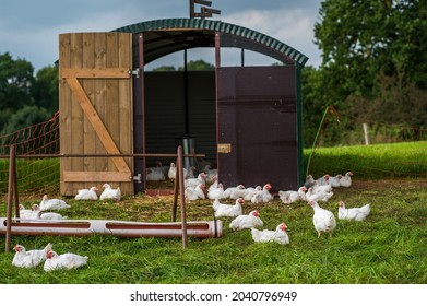 Idyllic Scene In The Country. Free Range White Chickens With Feeding Station And Hen House In A Pasture On The Farm. Selective Focus, Shallow Depth Of Field