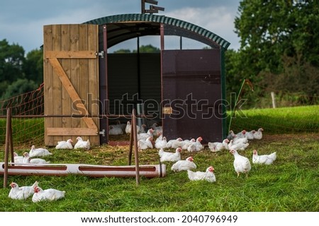 idyllic scene in the country. Free range white chickens with feeding station and hen house in a pasture on the farm. Selective focus, shallow depth of field