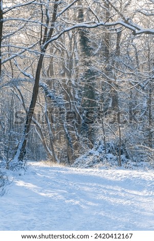 An idyllic scene in the Dutch forests in the rolling hills landscape in the south of Limburg covered with a fresh layer of snow and the sun peaking alongside the trees, creating a magical moment