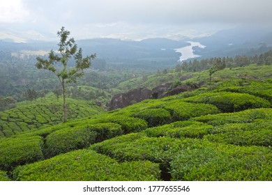 A idyllic scene of Munnar tea plantations in Kerala. A solitary tree in the foreground, with a serene river flowing in the background. - Powered by Shutterstock