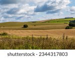 An idyllic South Downs landscape, with wildflowers growing at the edge of farmland