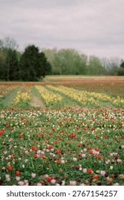 Idyllic springtime setting showcasing blooming tulip fields under gentle cloudy sky
