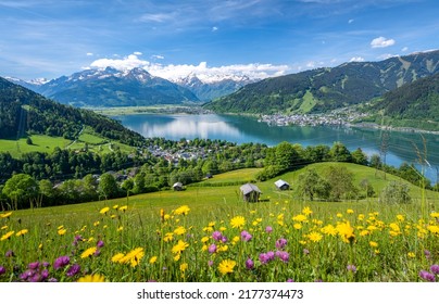 Idyllic summer landscape with a flower meadow, snowy mountains and a blue lake, Zell am See, Pinzgau, Salzburger Land, Austria, Europe