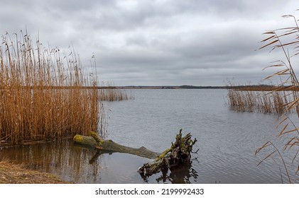 Idyllic View At Lake Shore With An Old Tree In The Water