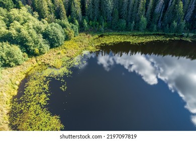 Idyllic View Of Lakeshore In Summer