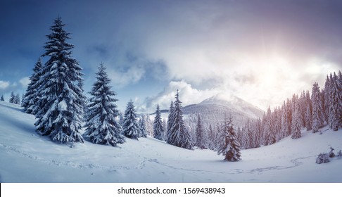 Idyllic view of spruces covered in snow. Frosty day, exotic wintry scene. Magic Carpathian mountains, Ukraine, Europe. Perfect winter nature wallpapers. Christmas scene. Happy New Year! Beauty world. - Shutterstock ID 1569438943