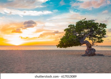 Idyllic View Of Tropical Aruba Beach With Divi Divi Tree At Sunset