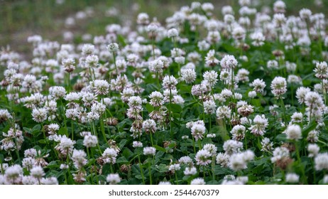 Idyllic white clover field in full bloom, lush green foliage and delicate white flowers symbolizing luck and renewal. Ideal for eco-friendly landscaping, pollinator habitats, and tranquil backgrounds. - Powered by Shutterstock