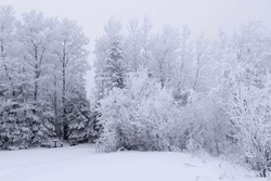 Idyllic White Winter Park With Tall Trees In Hoarfrost And A Little Picnic Bench In Frosty Solitude.