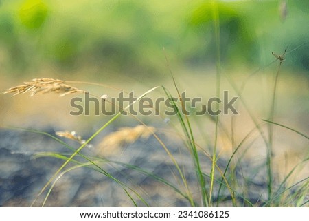 Idyllic wild grass in forest at sunset. Macro image, shallow depth of field. Abstract summer nature background. Vintage filter. Tranquil spring summer nature closeup and blurred forest background