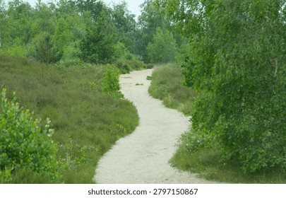 Idyllic, winding sandy path, through a large dune landscape with trees and meadows