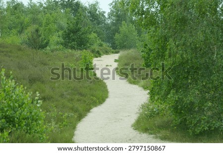 Idyllic, winding sandy path, through a large dune landscape with trees and meadows