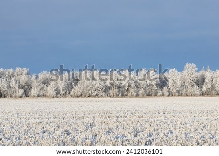 Idyllic winter scene in prairies - field cowered with white snow, row of trees with hoarfrost and a blue sky.
