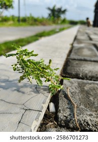 Ieds that thrive between bricks without any other plants