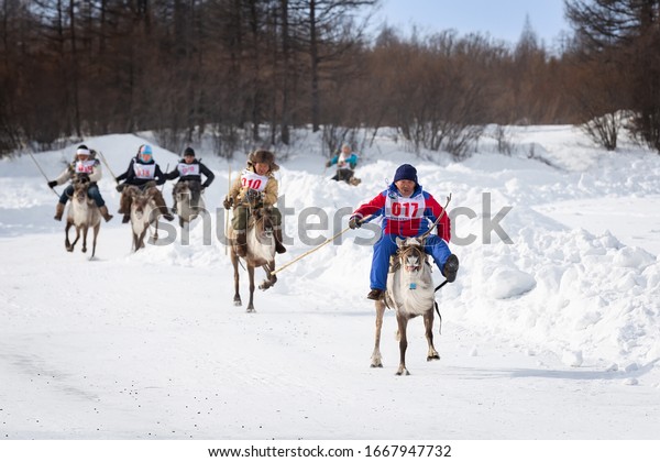 Iengra,\
Neryungri District, Yakutia, Russia. March 7, 2020 Racing reindeer\
on the celebration of the reindeer\
herders