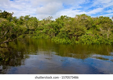 16 Rio jutai Images, Stock Photos & Vectors | Shutterstock