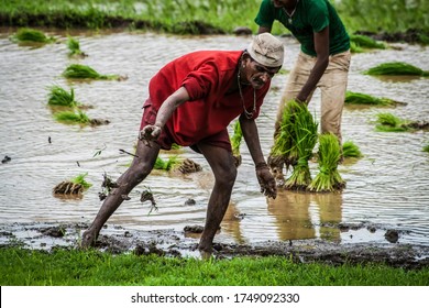 Igatpuri, Maharashtra - June 2012: Indian Farmer Sowing Rice Saplings By Hand. Rice Farming. Trans Plantation. Muddy Field. Indian Agriculture. Rural India.