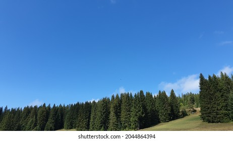 Igman mountain view of evergreen forest