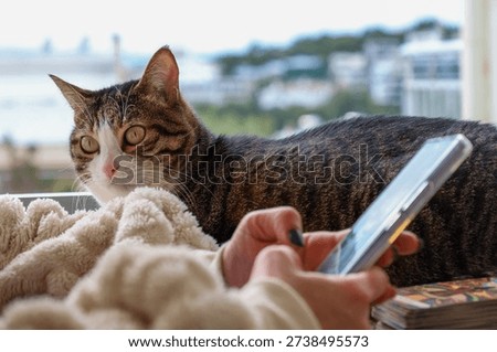 Ignored Cat While Owner Scrolls on Phone