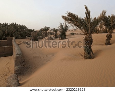 The Igrane garden near Merzouga, an agricultural oasis, slowly being blown by the desert sand, Erg Chebbi in Morocco