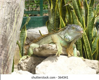 Iguana
