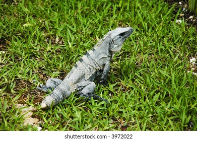 Iguana
