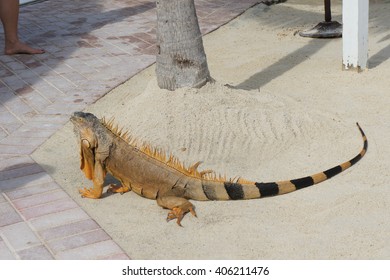 Iguana