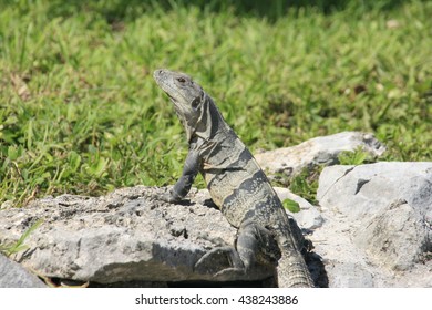 Iguana