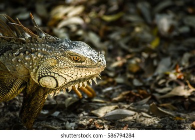 iguana