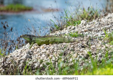 iguana