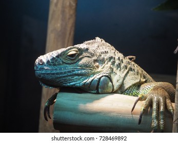 Iguana