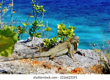 Iguana Against Blue Sea In Bonaire, Dutch Caribbean