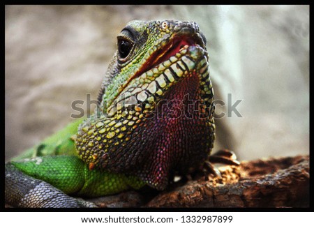 Similar – Image, Stock Photo Colorful Chin Exotic