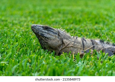 Iguana Closeup Portrait on Grass