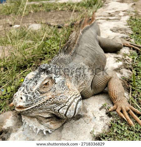 iguana, a cool lizard within your reach