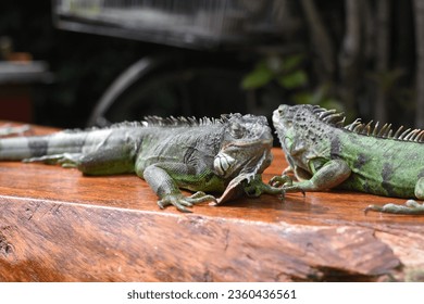 iguana couple sun bathing at bench