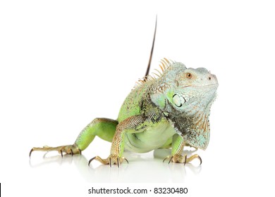 Iguana Crawling On White Background Stock Photo 83230480 | Shutterstock