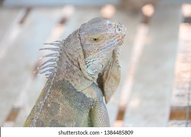 Iguana Creeping Animals Live Forest Stock Photo 1384485809 | Shutterstock