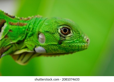 435 Lizard cub Images, Stock Photos & Vectors | Shutterstock