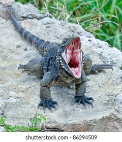  iguana from cuban islands with an open mouth.