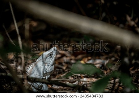 Iguana in dark edit Costa Rica