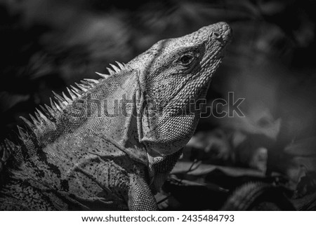 Iguana in dark edit Costa Rica