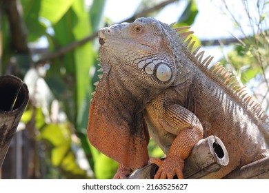 Iguana, A Genus Of Lizards, Iguanidae Family