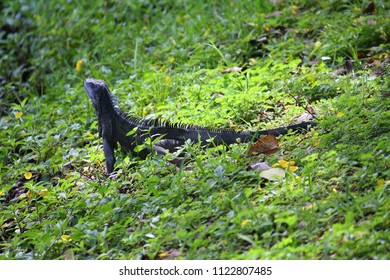 Iguana in the grass
