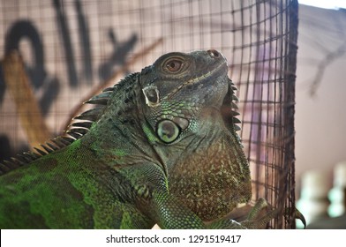 Iguana Green Is A Pet. That People Are Obsessed With The Beauty Of Their Skin And Thorns