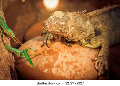 Iguana In His Vivarium