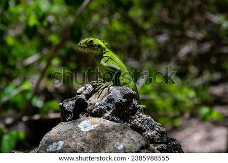 Iguana from Ilet Chancel (Martinique island)