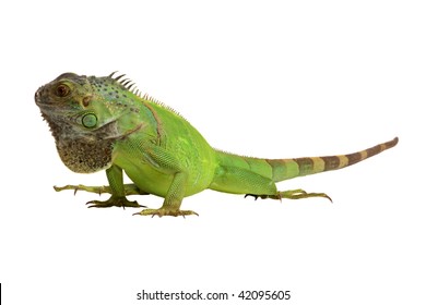 Iguana Iguana Isolated On White Background Stock Photo 42095605 ...